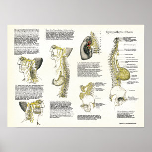 Poster Ostéopathique Sympathétique Chaîne Nerve