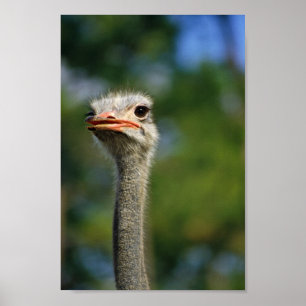 Poster Ostrich