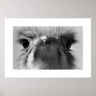 Poster Ostrich#1-Poster
