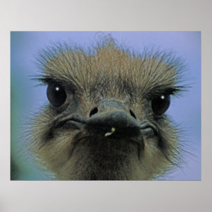 Poster Ostrich ou Emu avec des "problèmes" !