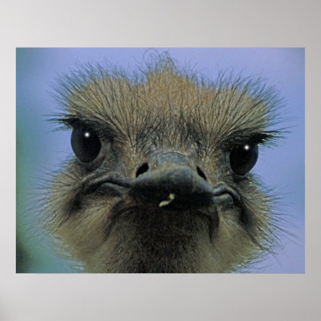 Poster Ostrich ou Emu avec des "problèmes" ! (Devant)