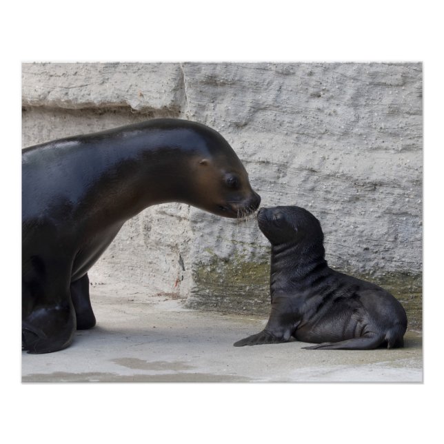 Poster Otaria flavescens (Devant)