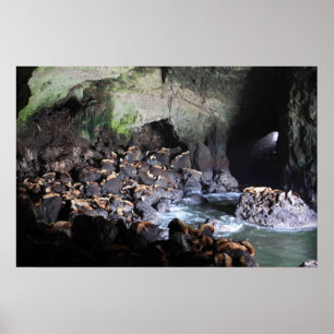 Poster Otaries dans la copie de caverne