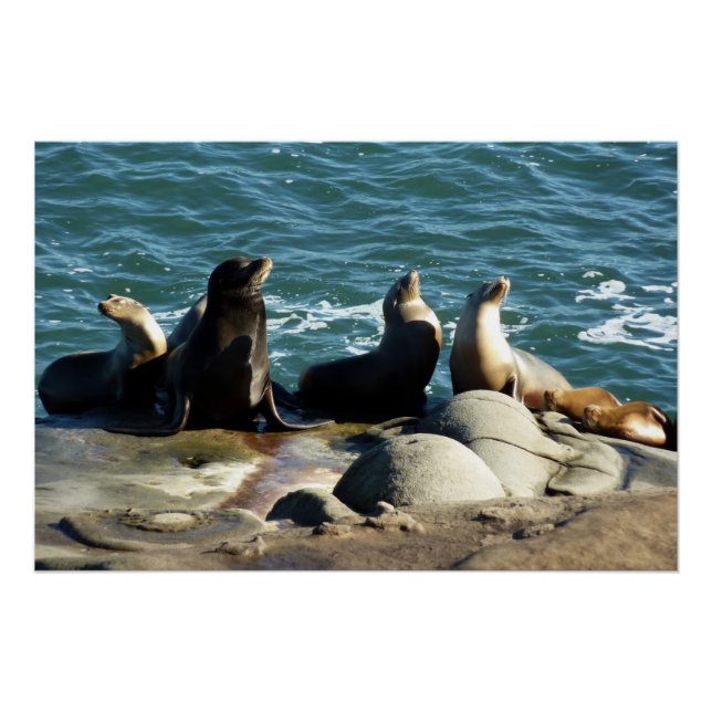 Poster Otaries de San Diego (Devant)
