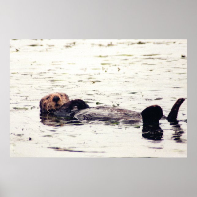 Poster Otter Raft (Devant)