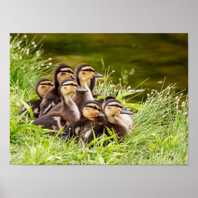 Poster Où est maman ? (Devant)