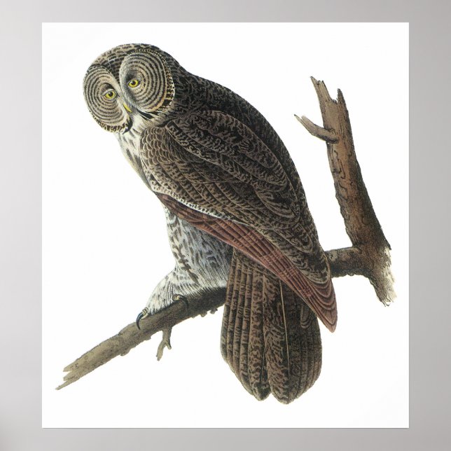Poster ou imprimer Audubon Great Grey Owl (Devant)