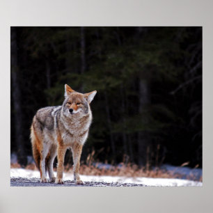 Poster ou imprimer Coyote