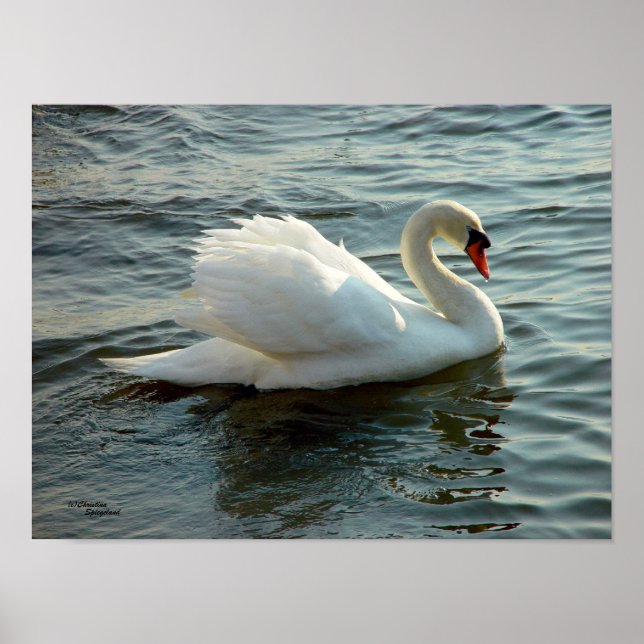 Poster ou imprimer du cygne aux yeux bleus (Devant)