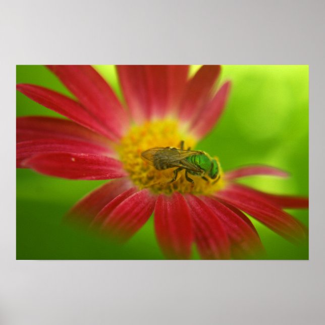 Poster ou imprimer Green Bee & Daisy (Devant)