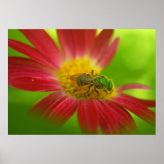 Poster ou imprimer Green Bee & Daisy