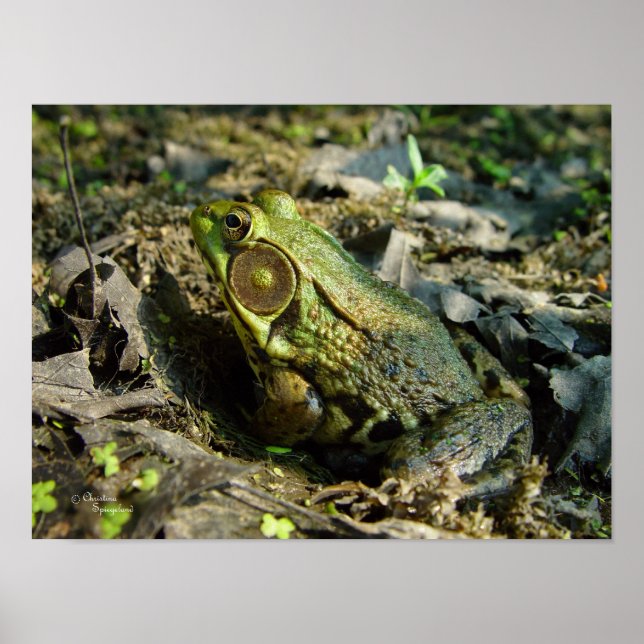 Poster ou imprimer joli Bullfrog (Devant)