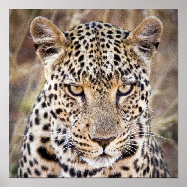 Poster ou imprimer majestueux Leopard africain (Devant)