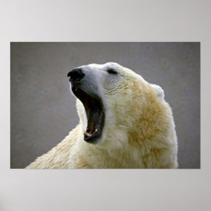 Poster Ours blanc