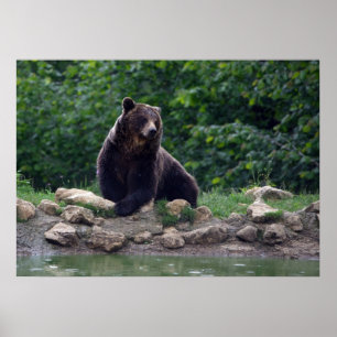 Poster ours Brown