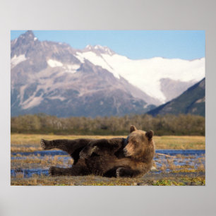 Poster Ours brun, grizzly ours s'étirant sur le dos