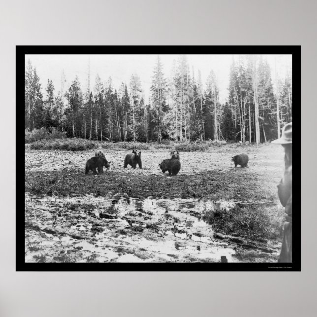 Poster Ours dans le parc national Yellowstone 1922 (Devant)