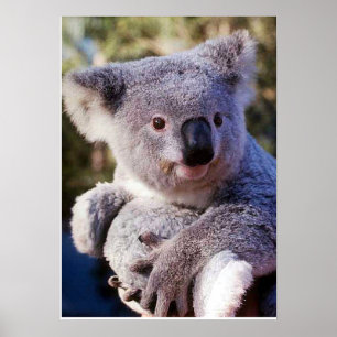 Poster Ours De Koala Tenant Un Ours De Koala