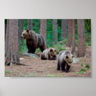 Poster Ours de la Finlande