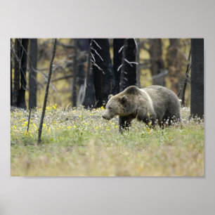 Poster Ours gris dans le domaine