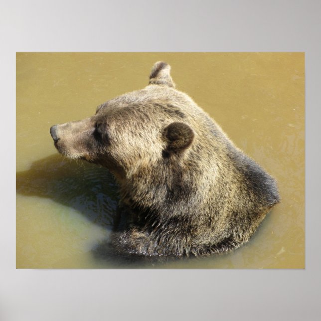 Poster Ours Grizzly Prenant un Bain (Devant)