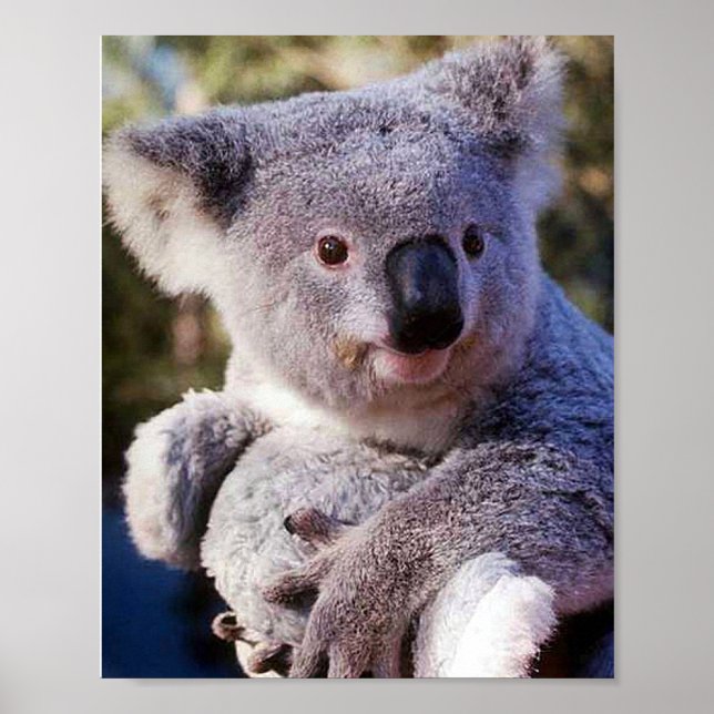 Poster Ours Koala Tenant Un Ours Koala (Devant)