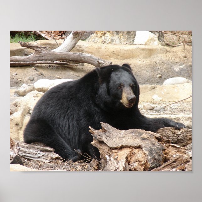 Poster "Ours noir" de Carter L. Shepard (Devant)