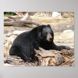 Poster "Ours noir" par Carter L. Shepard "