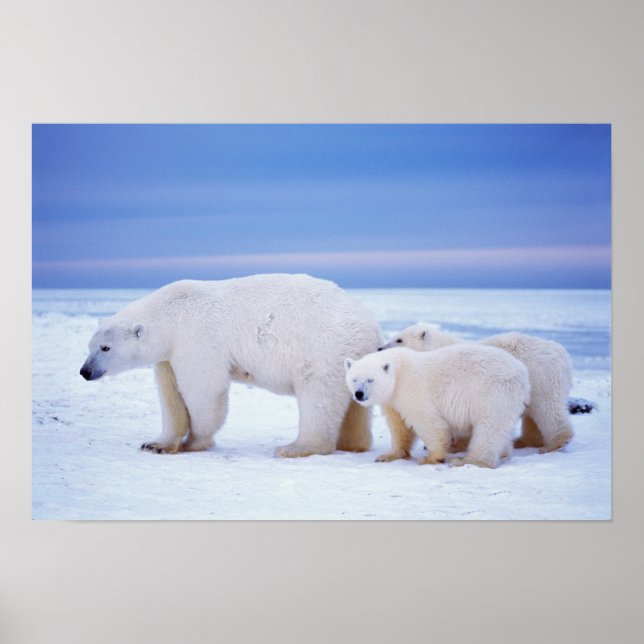 Poster Ours polaire femelle avec des oursons (Devant)