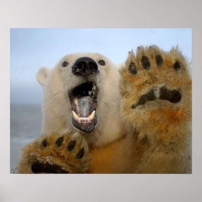Poster ours polaire, Ursus maritimus, regarde curieusemen (Devant)