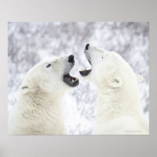 Poster Ours polaires jouant dans la neige. (Devant)
