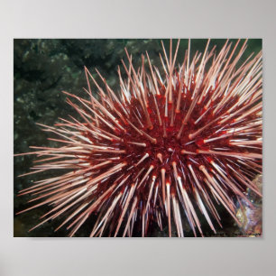 Poster Oursin Rouge Géant - Tirage d'Art