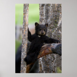 Poster Oursons de l'ours noir reposant