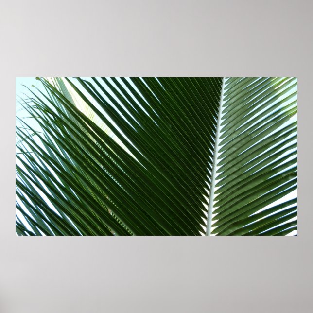Poster Overlapping Palm Fronds Tropical Green Abstract (Devant)
