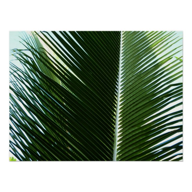Poster Overlapping Palm Fronds Tropical Green Abstract (Devant)