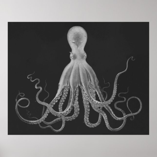 Poster Oversized Octopus Triptych Print in Gray (Devant)