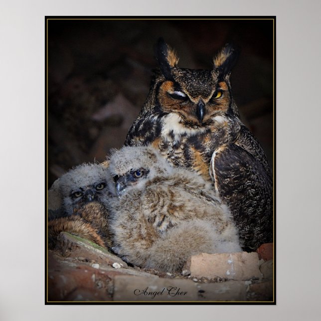 Poster Owl wink Nouvelle image, Angel Cher (Devant)