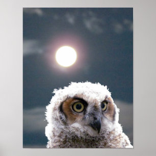 Poster - Owlet en clair de lune