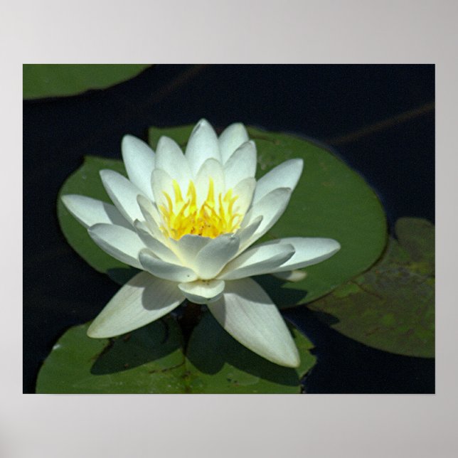 POSTER P1100646.RAW, "BLOSSOM LOTUS BLANC" (Devant)