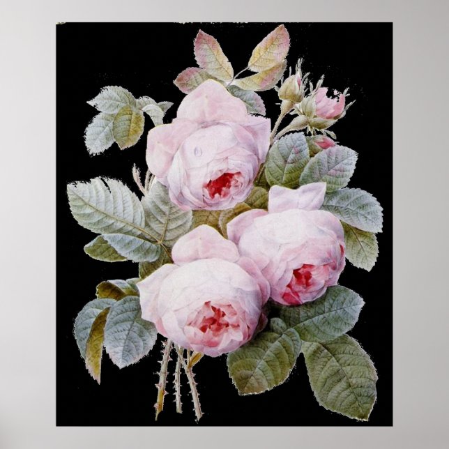 Poster P.J. Redoute Bourbon Rose Bouquet sur Black (Devant)