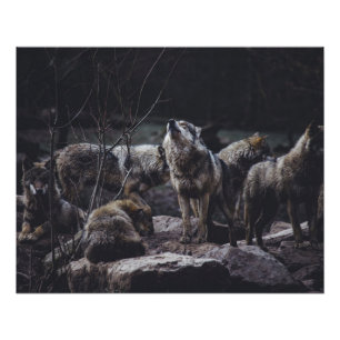 Poster Pack Wolf