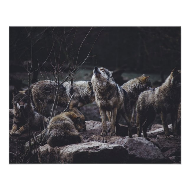 Poster Pack Wolf (Devant)