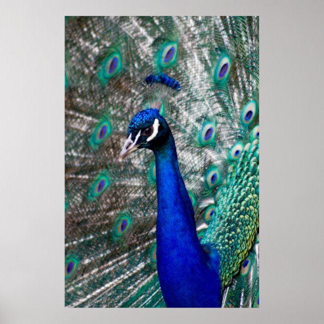 Poster Pacock (Devant)