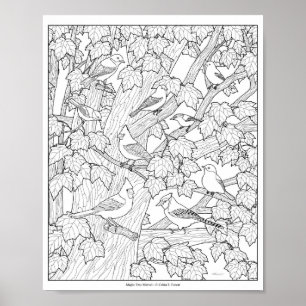 Poster Page de coloriage pour adultes « Oiseaux et érable