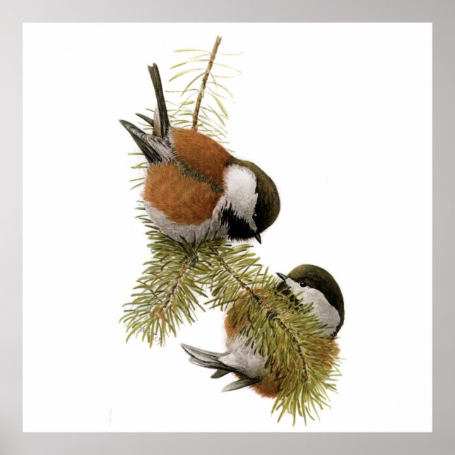 Poster Pair of Chestnut-backed Chickadee on Pine Tree (Devant)