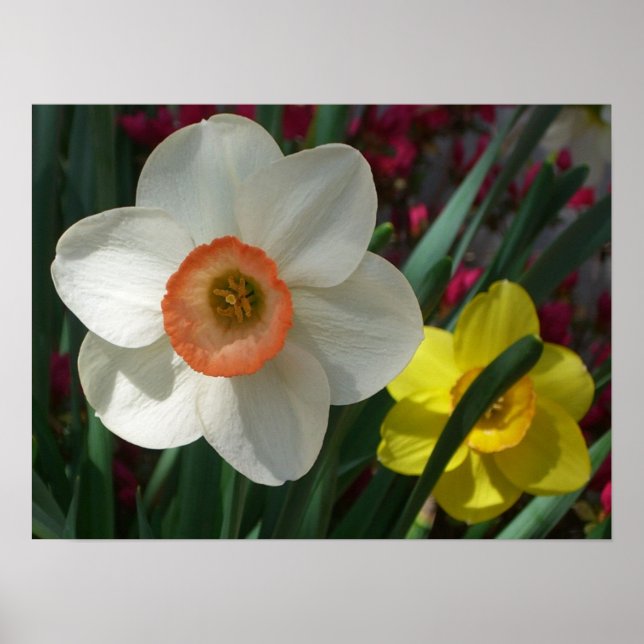 Poster Pair of Daffodils Pink and Yellow Spring Flowers (Devant)