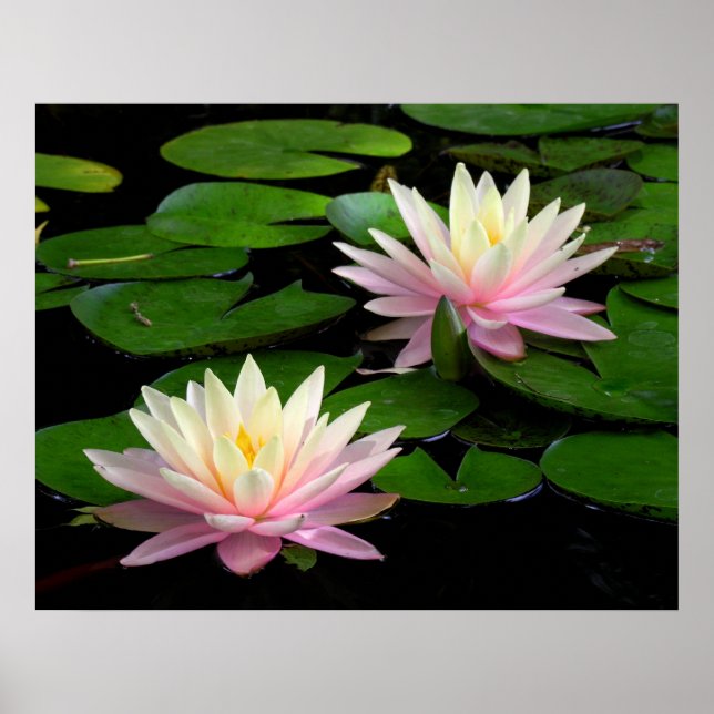 Poster Pair of Water Lilies (Devant)
