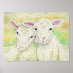 Poster Paire d'agneau
