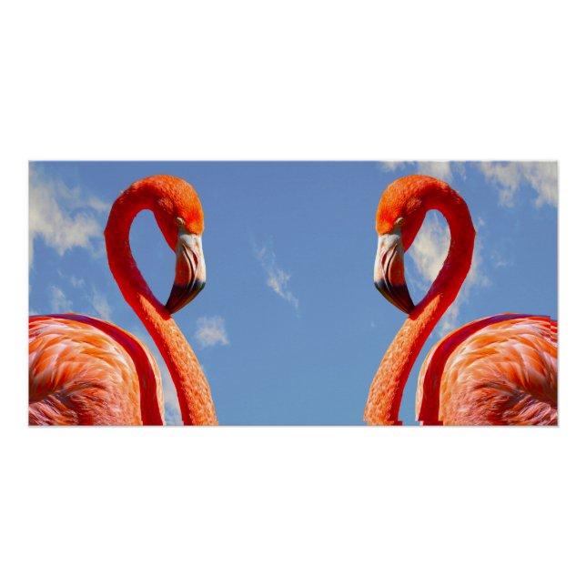 Poster paire de flamants des Caraïbes (Devant)