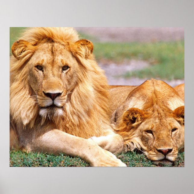 Poster Paire de lions africains, Panthera leo, Tanzanie (Devant)